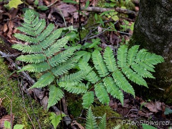 Plant form